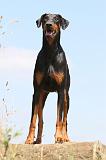 DOBERMANN 1010